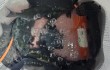영덕 벵에돔 조…
